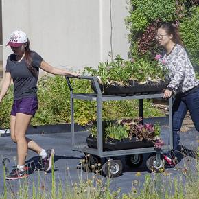 Students grow eight varieties of vegetables on Langford A roof